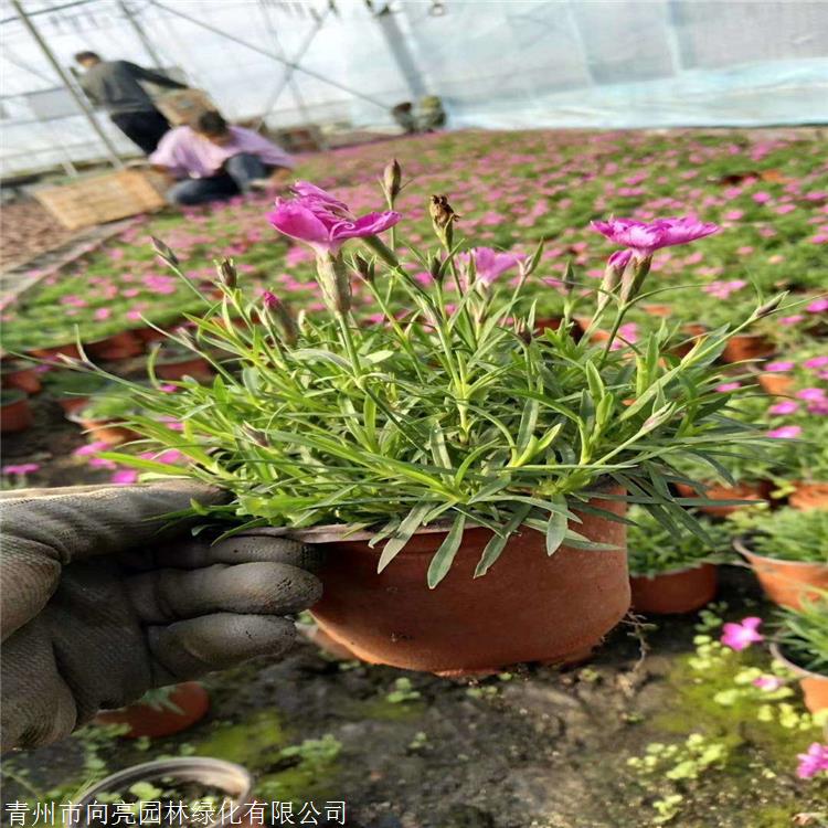 质量好的 欧石竹苗 一个原生种 基生叶似草状丛生