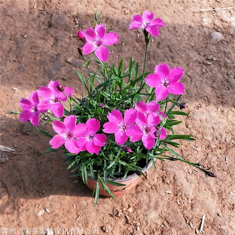 质量好的 欧石竹苗 一个原生种 基生叶似草状丛生