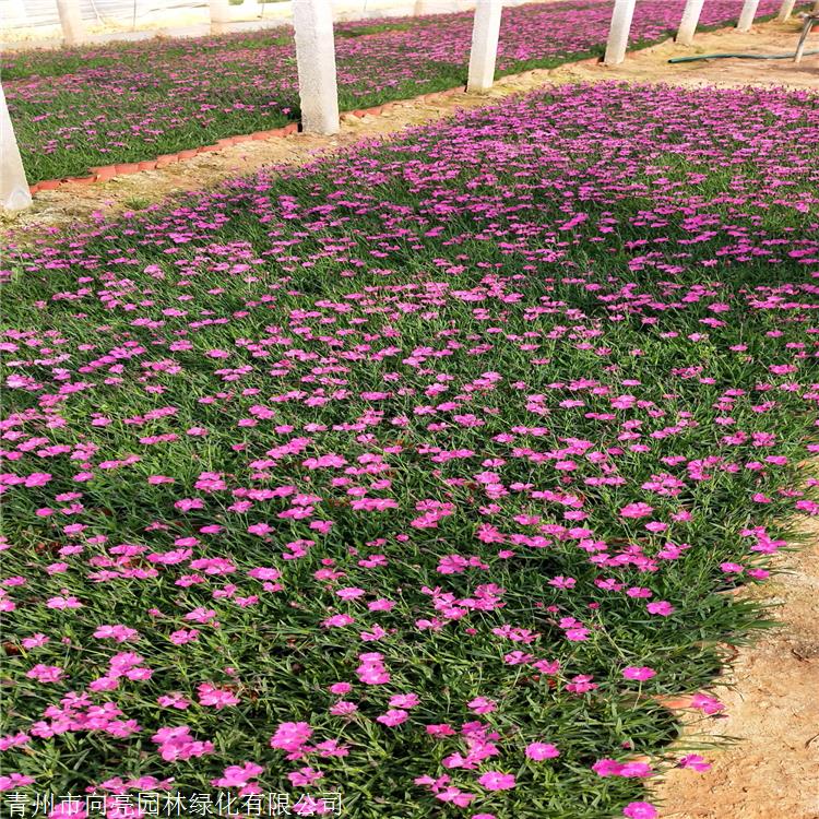 质量好的 欧石竹苗 一个原生种 基生叶似草状丛生