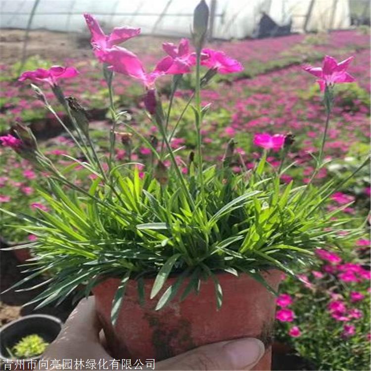 质量好的 欧石竹苗 一个原生种 基生叶似草状丛生