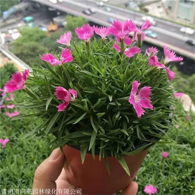 质量好的 欧石竹苗 一个原生种 基生叶似草状丛生