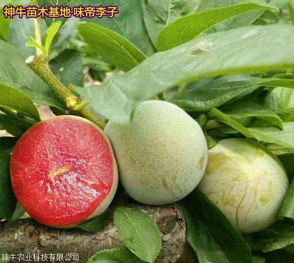 味帝李子苗品种介绍果农喜爱的品种