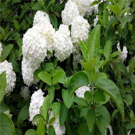 供应大花水桠木城市和庭院的绿化树种苗圃大量种植