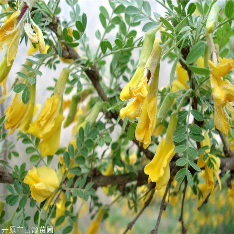 金雀锦鸡儿 昌源苗圃 批发锦鸡儿苗 枝条细长垂软 现货