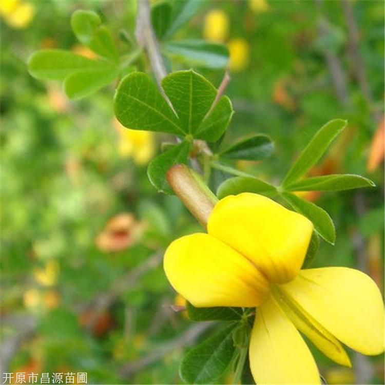 金雀锦鸡儿昌源苗圃锦鸡儿幼苗树皮深褐色现货