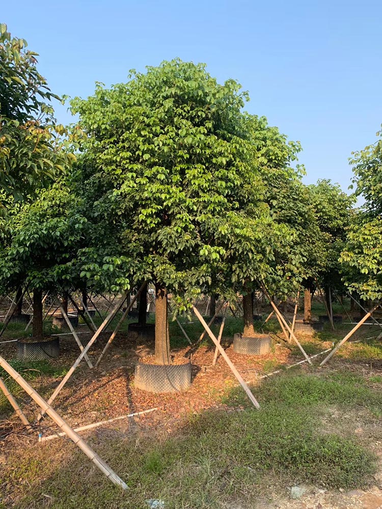 首页 苗木 常绿乔木 中东海枣 秋枫 重阳木 米径20公分 价格1800元