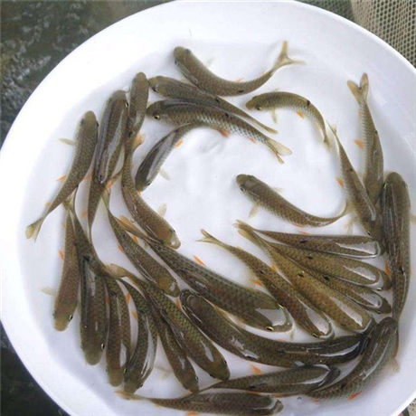 批发出售优质螺蛳鱼苗 螺蛳青鱼 螺蛳青鱼苗价格