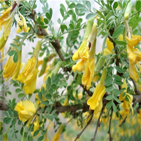 金雀锦鸡儿昌源苗圃批发锦鸡儿苗花朵鲜艳现货