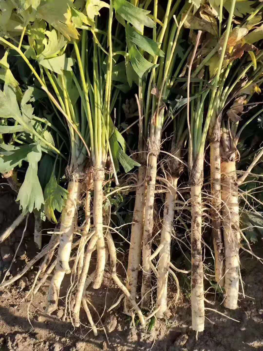 春季种植哪些药材收入稳定 防风种子种植与管理