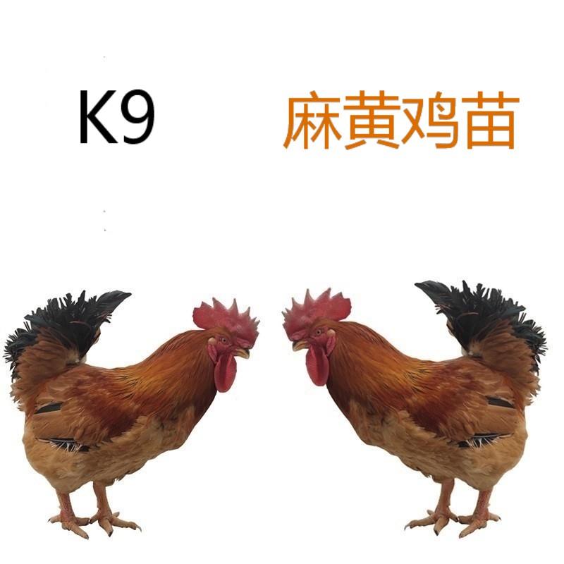 供应k9麻黄鸡苗k9麻黄鸡苗出壳已做疫苗
