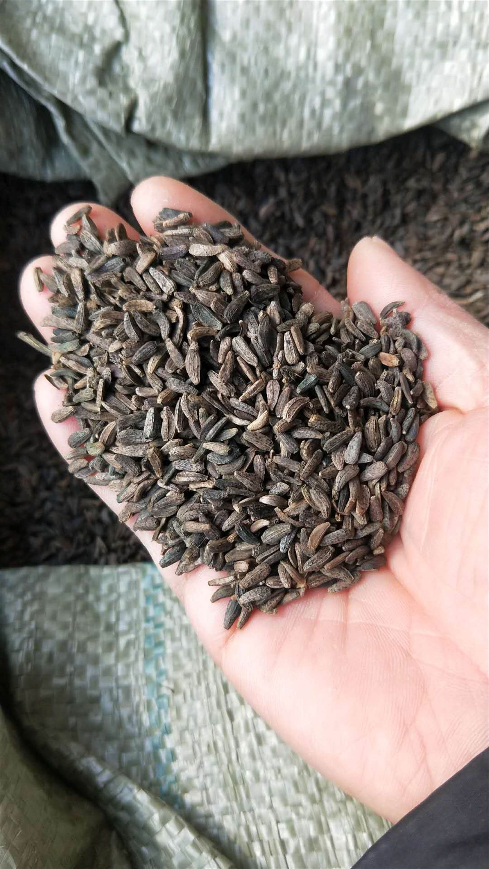 中药材批发牛蒡子