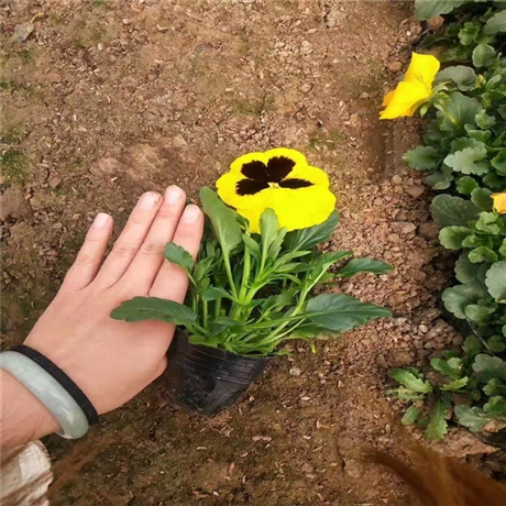 苗场现货供应三色堇小苗多年生草本植物三色堇还可杀菌