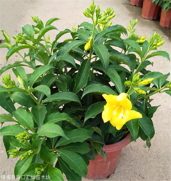 黄蝉苗 硬枝黄蝉 海南优惠批发