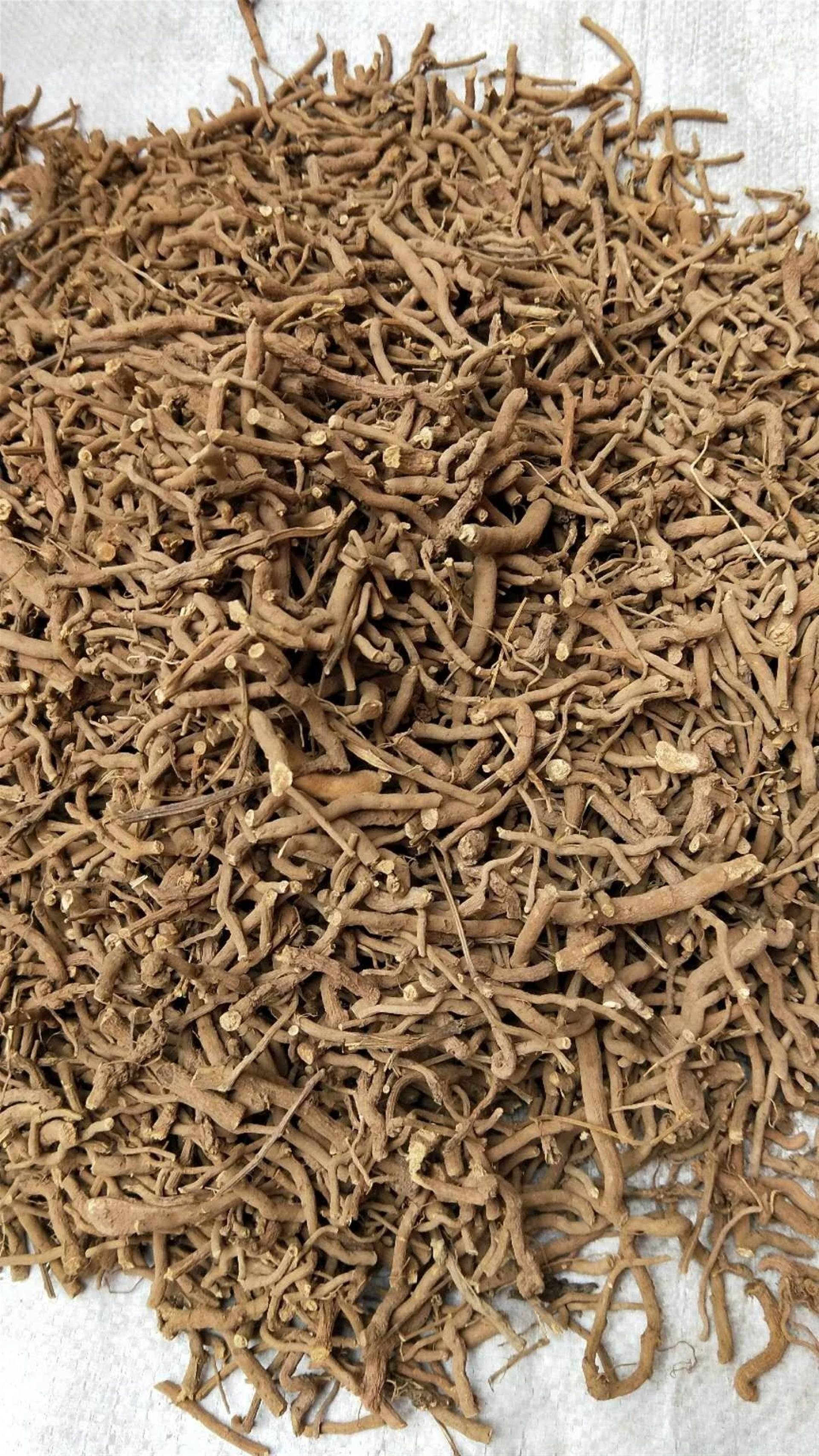 中药材菊苣根产地