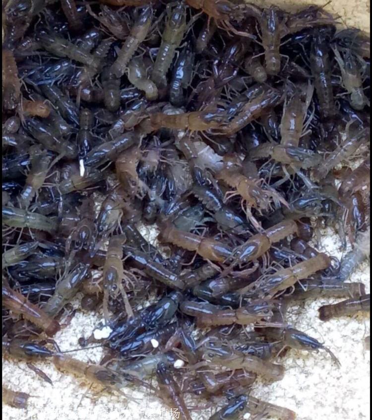 淡水澳龙苗养殖 龙虾苗 豪情小龙虾苗大量出售
