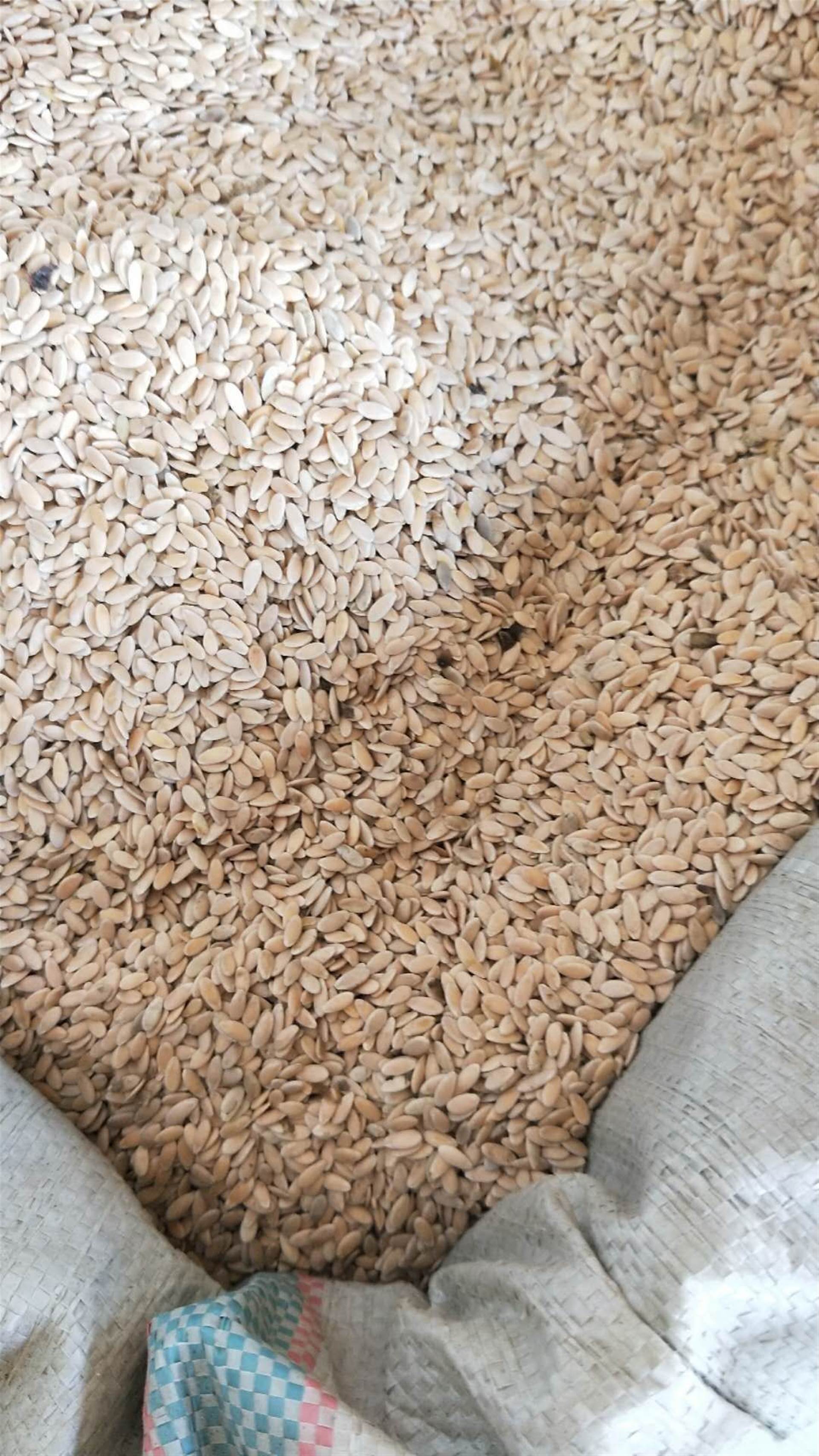 中药材批发黄瓜籽