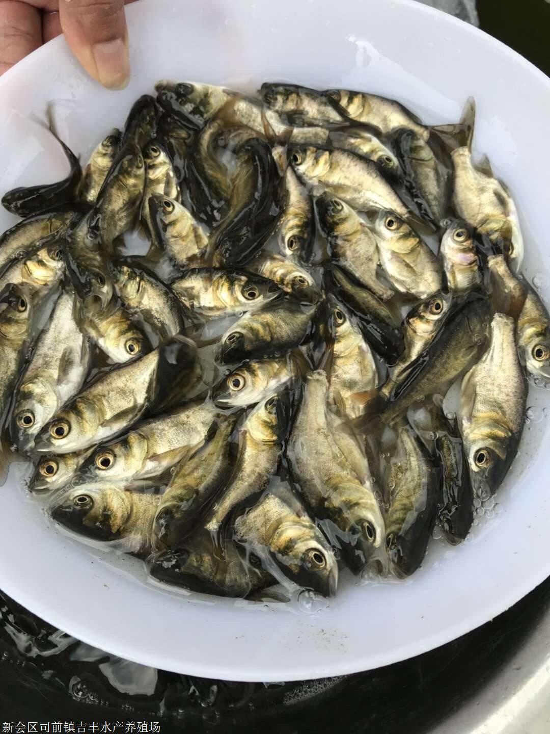 上海魚苗哪裡有鯽魚苗叉尾魚苗龍膽石斑魚苗養殖技術