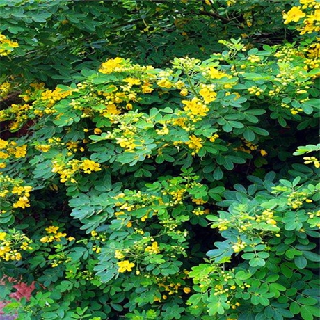 首页 农业 绿化苗木 灌木 四川黄花槐厂家精品黄花槐现货供应  [ 更新