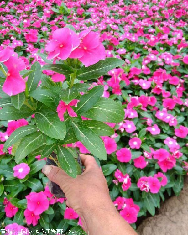 双色盆天天开 天天开花 天天开子 天天开杯 天天开工程苗