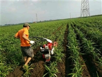  自走除草旋耕犁地机 旋耕犁地机 果园开沟除草机 
