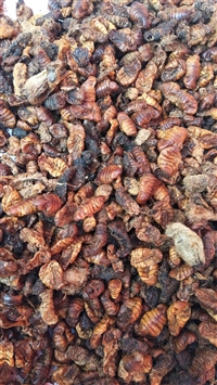 蚕甬产地直销   蚕甬2020价格