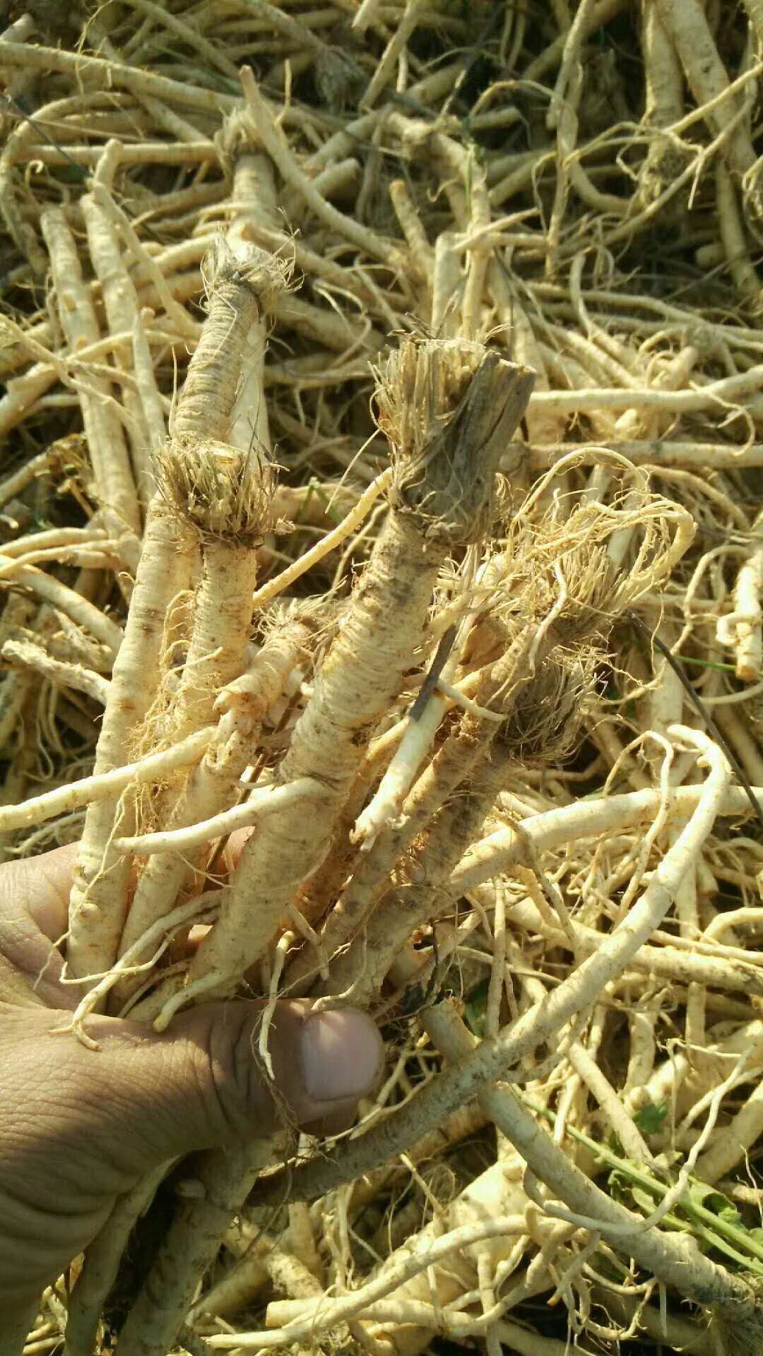 防风的亩产量及亩效益分析