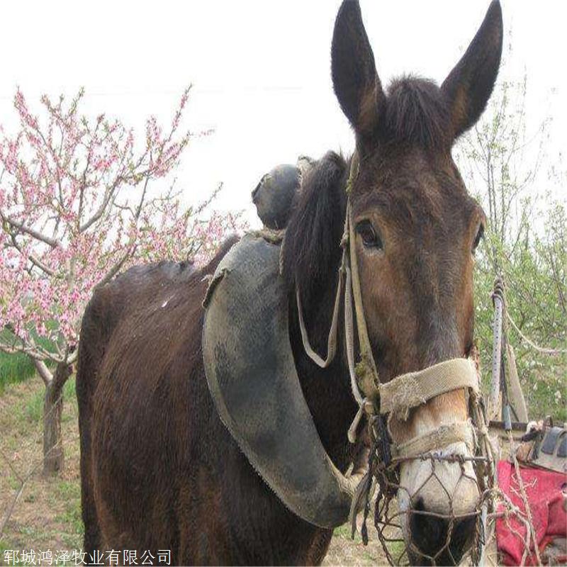 供應騾子馱運騾子基地騾子養殖場鴻澤