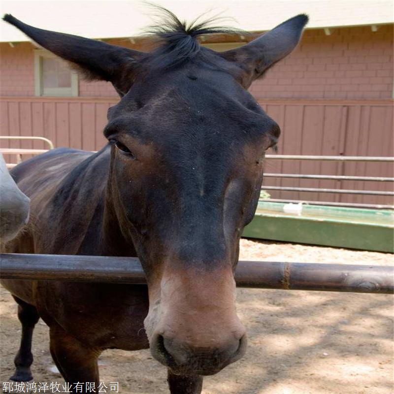 供应骡子价格云南骡子养殖场上山干活骡子鸿泽
