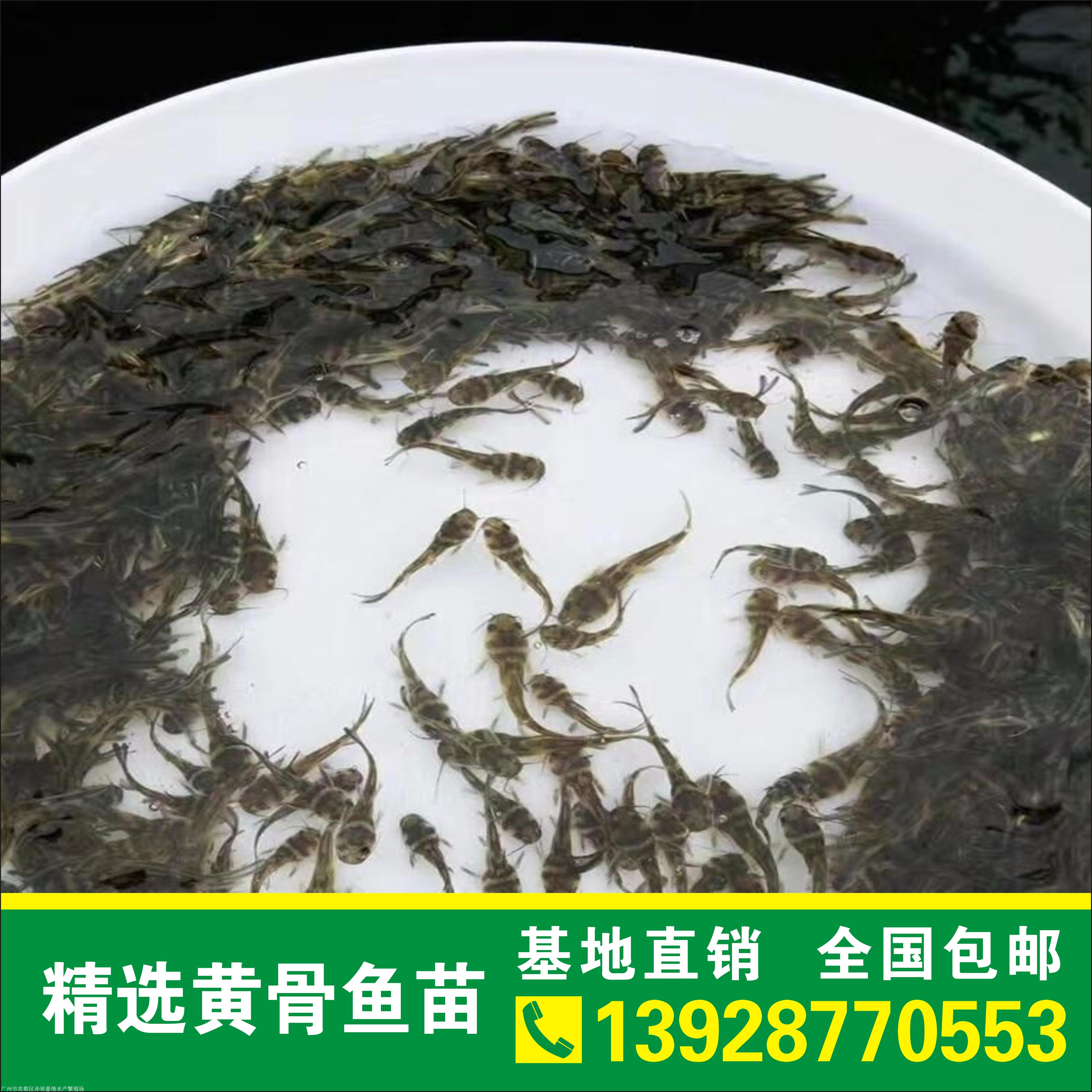 附近有没有养黄骨鱼基地 附近有没有养黄骨鱼基地的