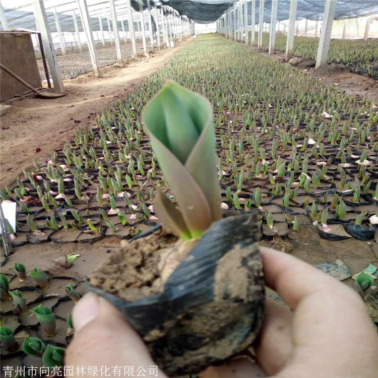 潍坊供货芝樱 耐寒福禄考 原产于北美东部