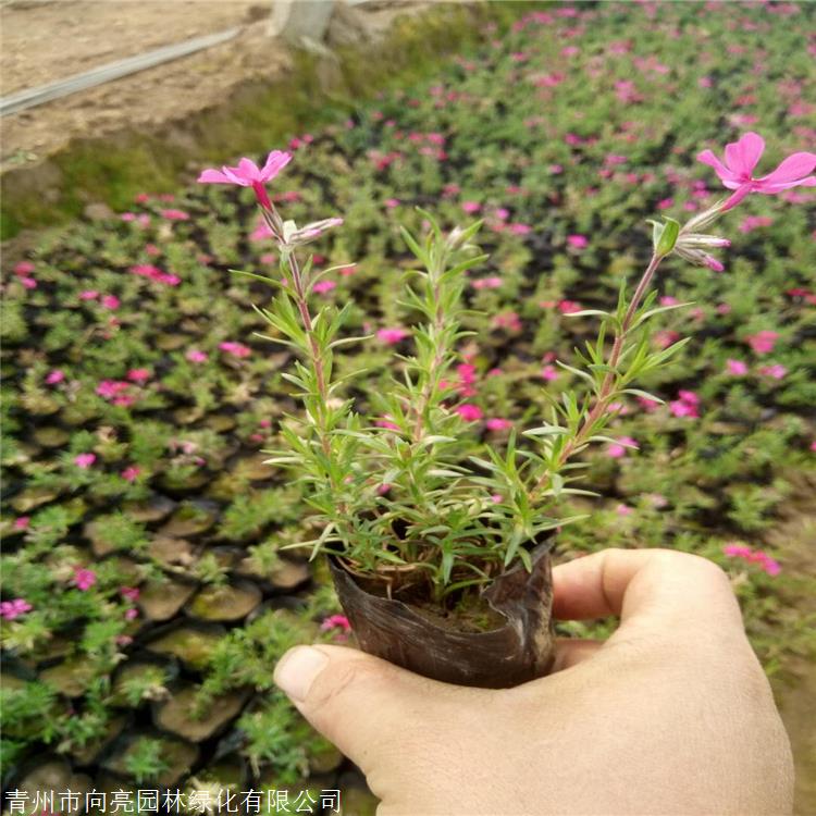 潍坊供货芝樱 耐寒福禄考 原产于北美东部