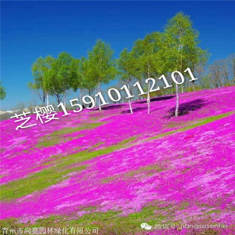 潍坊供货芝樱 耐寒福禄考 原产于北美东部