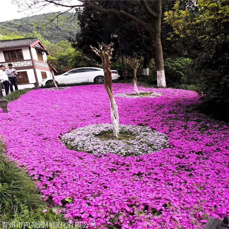 潍坊供货芝樱 耐寒福禄考 原产于北美东部