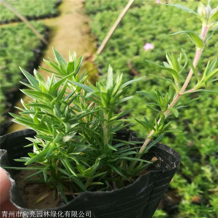 潍坊供货芝樱 耐寒福禄考 原产于北美东部