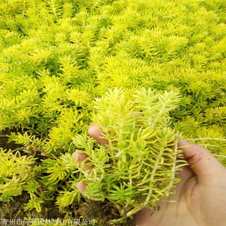 基地供应 佛甲草盆苗 优质批发苗 佛指甲