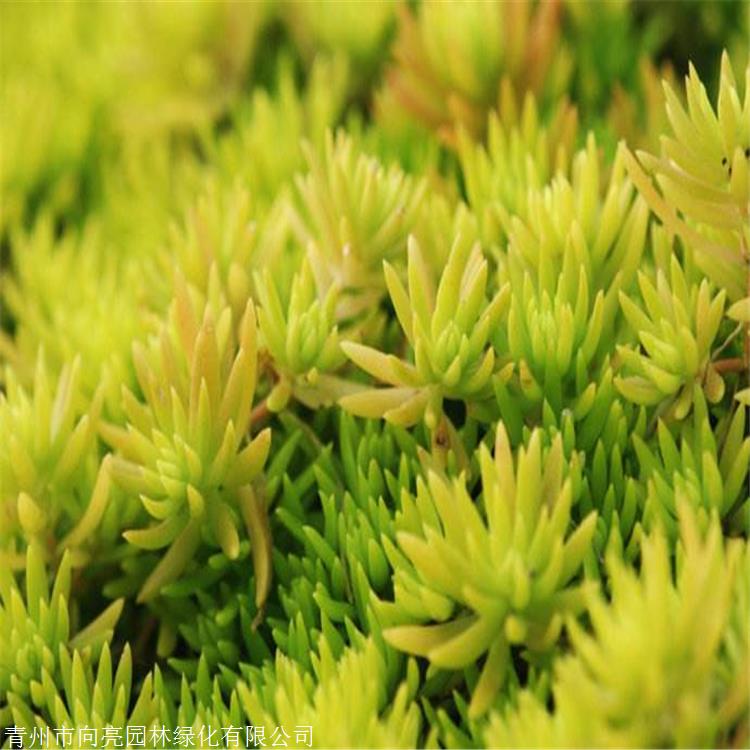 基地供应 佛甲草盆苗 优质批发苗 佛指甲