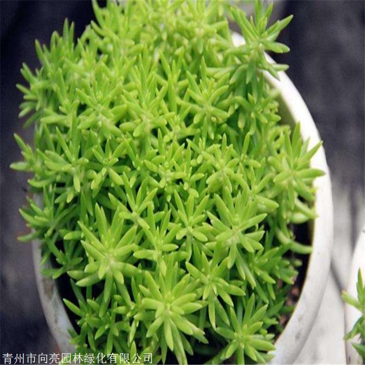 基地供应 佛甲草盆苗 优质批发苗 佛指甲