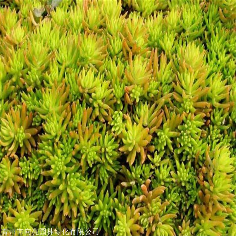 基地供应 佛甲草盆苗 优质批发苗 佛指甲