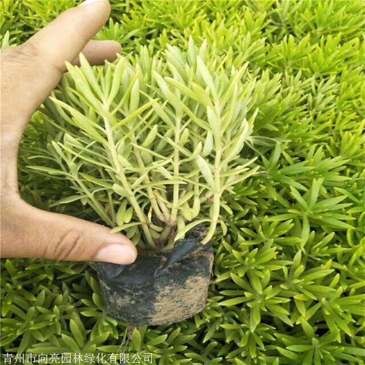 基地供应 佛甲草盆苗 优质批发苗 佛指甲