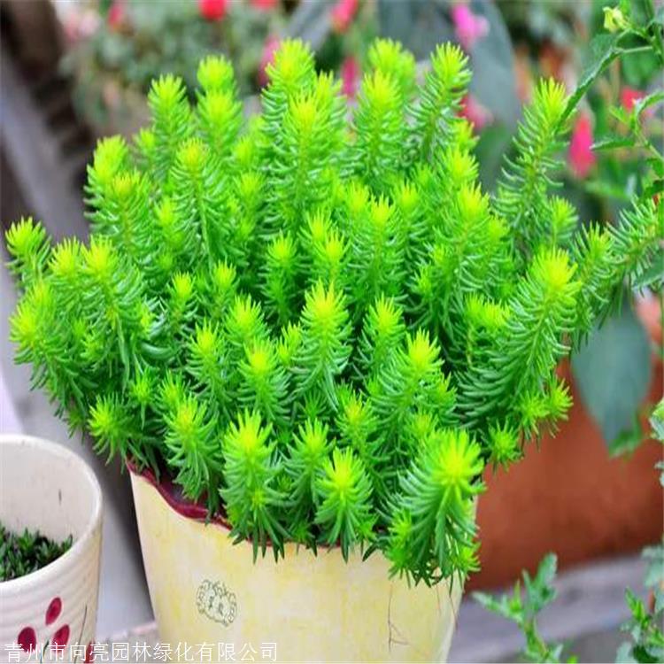 基地供应 佛甲草盆苗 优质批发苗 佛指甲