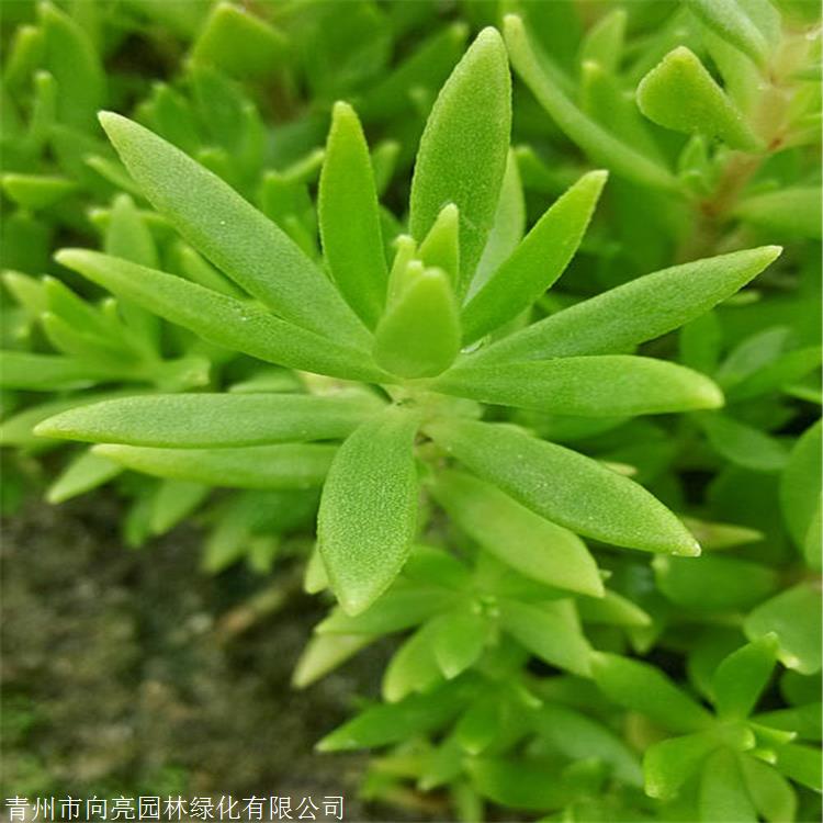 基地供应 佛甲草盆苗 优质批发苗 佛指甲