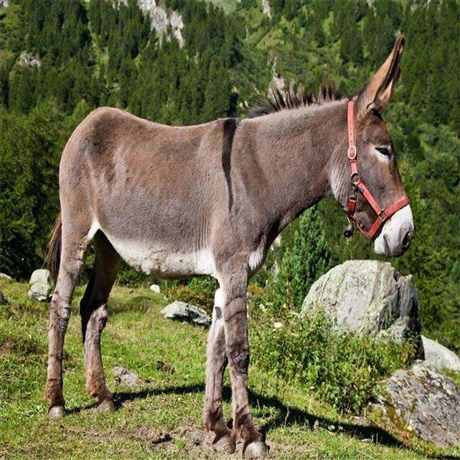 厂家出售改良负重骡子拉车用骡子马骡子鸿泽