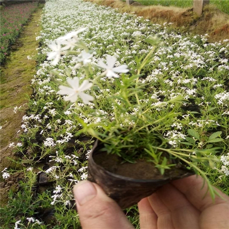 潍坊供货芝樱苗 芝樱小苗 多年生宿根草本植物