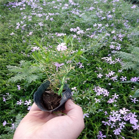 潍坊供货芝樱苗 福禄考批发 花坛花境用苗