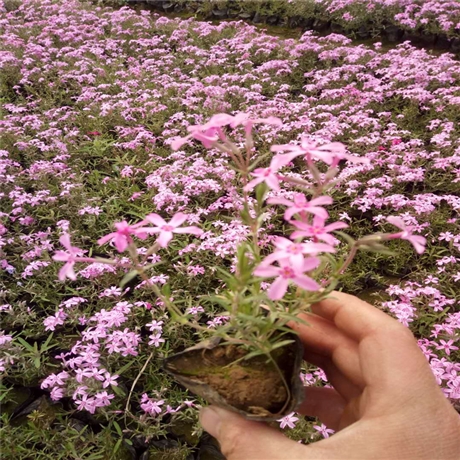 芝樱苗批发商 芝樱花海设计 丛生福禄考大量供应 实地货源