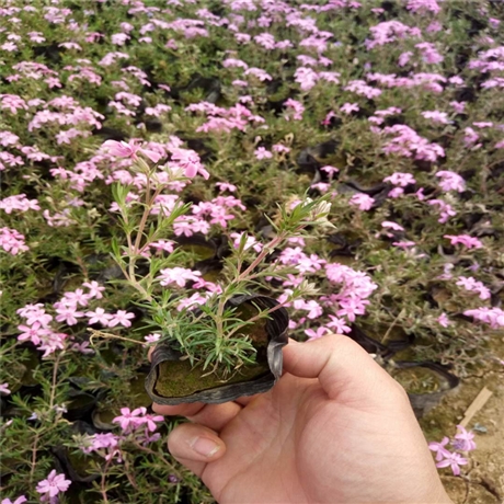潍坊供货芝樱 福禄考批发 一年开两次花