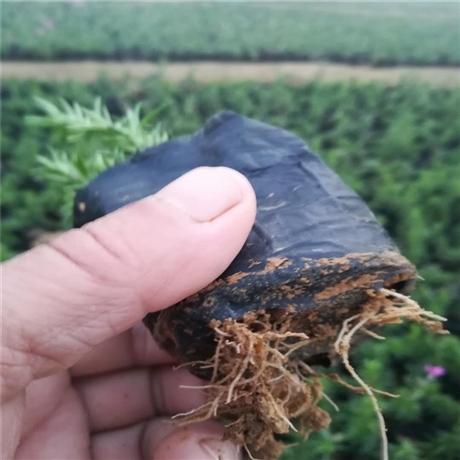 潍坊供货芝樱 芝樱批发 多年生宿根草本植物