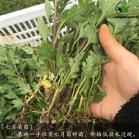 贡菊苗种植前景分析