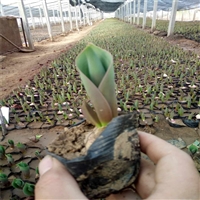 潍坊供货芝樱苗 精品草花 多年生草本花卉