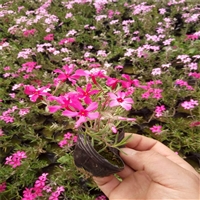 潍坊供货芝樱 地栽盆植苗 原产于北美东部